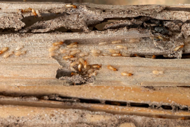 Best Pest Control for Businesses  in Lorado Springs, CO