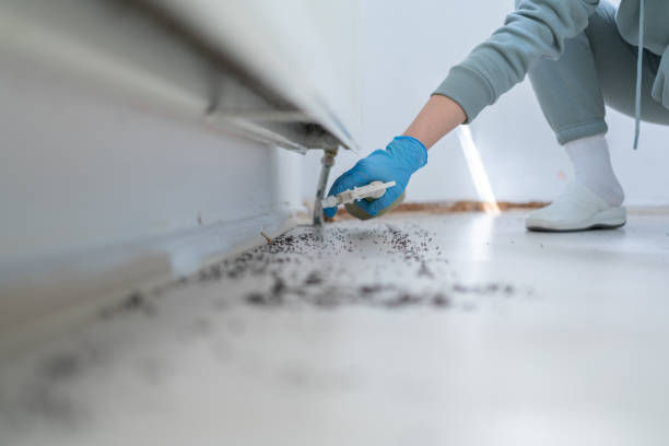 Best Wasp Removal Services  in Lorado Springs, CO