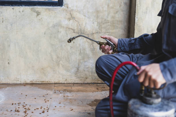 Best Rat Extermination Near Me  in Lorado Springs, CO
